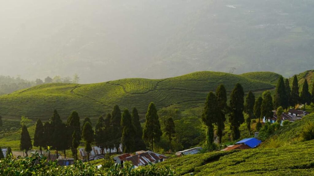 Tea Garden at Kanyam