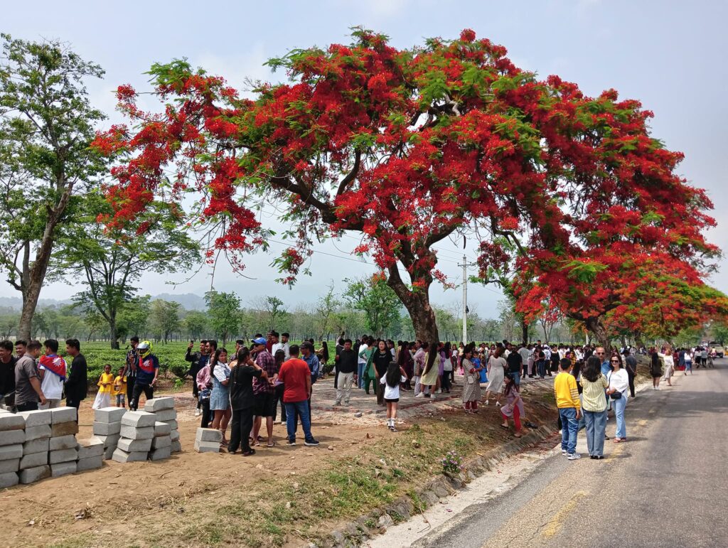 The Viral Gulmohar Tree A Sight to Behold in Jhapa 002