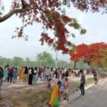 he Viral Gulmohar Tree A Sight to Behold in Jhapa