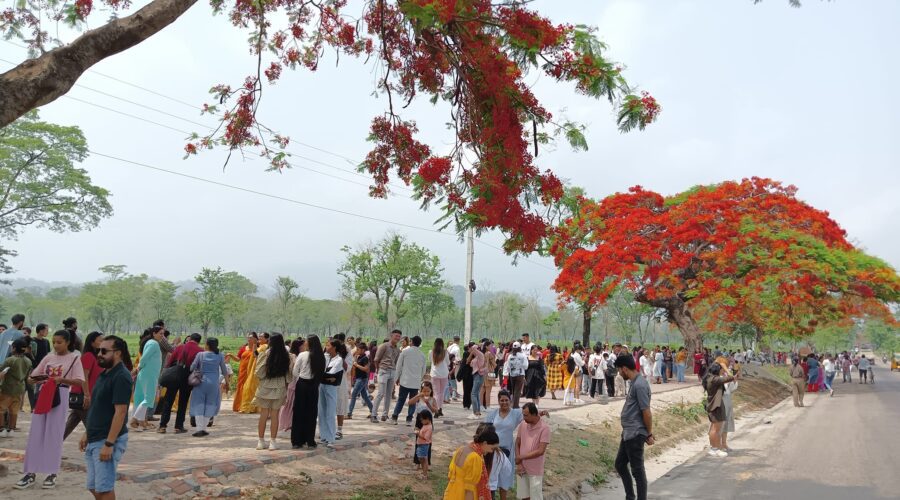 The Viral Gulmohar Tree: A Sight to Behold in Jhapa