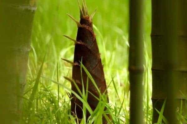 Bamboo Shoots in Summer: A Fresh and Healthier Addition to Your Diet