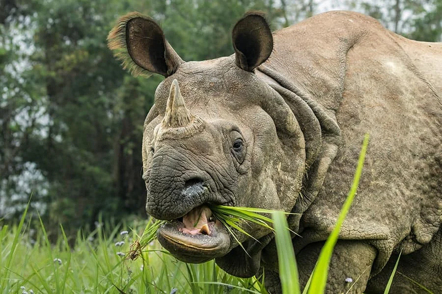 Chitwan National Park